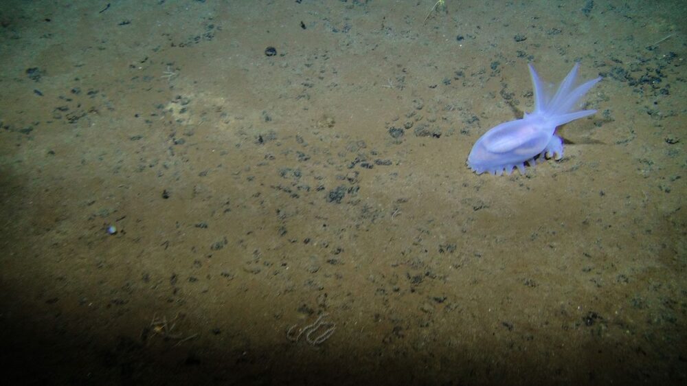 A sea cucumber moves among polymetallic nodules in the Pacific Ocean’s Clarion-Clipperton Zone. A sea cucumber moves among polymetallic nodules in the Pacific Ocean’s Clarion-Clipperton Zone.