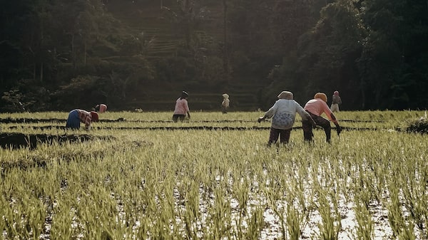 El calor extremo ya amenaza la vida de quienes producen los alimentos, advierte informe El calor extremo ya amenaza la vida de quienes producen los alimentos, advierte informe