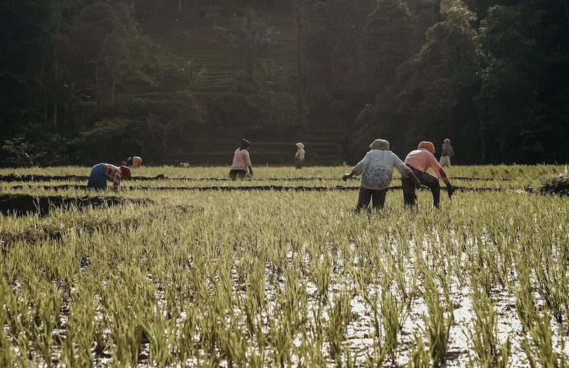 El estudio analiza cómo el cambio climático está agravando los riesgos para los trabajadores del sector alimentario. El estudio analiza cómo el cambio climático está agravando los riesgos para los trabajadores del sector alimentario.