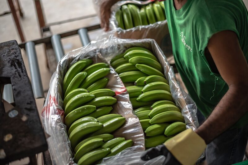 A worker packs bananas for export in Milagro, Ecuador. Photographer: Vicente Gaibor/Bloomberg A worker packs bananas for export in Milagro, Ecuador. Photographer: Vicente Gaibor/Bloomberg