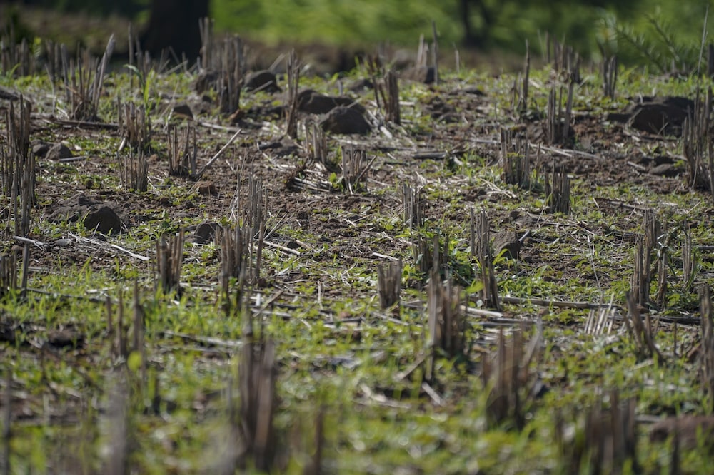 Plantas de maíz muertas en una finca afectada por la sequía en Pasaquina, departamento de La Unión, El Salvador, en 2023. Plantas de maíz muertas en una finca afectada por la sequía en Pasaquina, departamento de La Unión, El Salvador, en 2023.