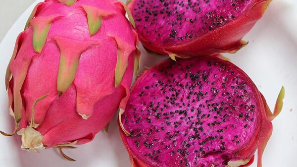 Perú da luz verde al ingreso de la pitahaya ecuatoriana Perú da luz verde al ingreso de la pitahaya ecuatoriana