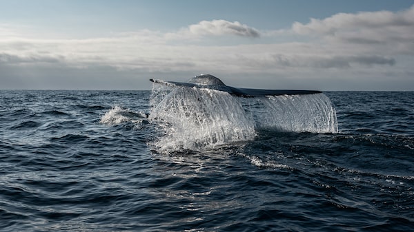 Científicos a los mercados de carbono: No moneticen las ballenas Científicos a los mercados de carbono: No moneticen las ballenas