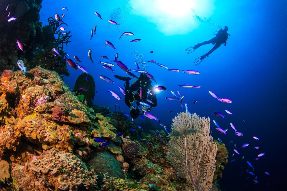 La barrera de coral de Andros en las Bahamas La barrera de coral de Andros en las Bahamas