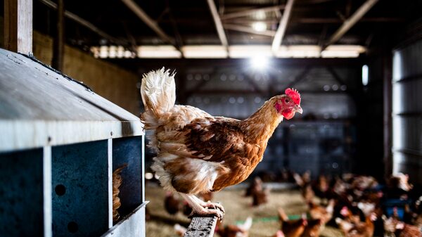 Gripe aviária: país investiga focos suspeitos em Santa Catarina e Tocantins Gripe aviária: país investiga focos suspeitos em Santa Catarina e Tocantins