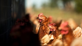 Sector avícola advierte efectos de un eventual desabastecimiento de gas en Colombia Sector avícola advierte efectos de un eventual desabastecimiento de gas en Colombia