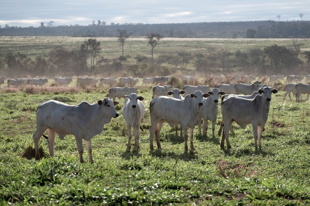 Rancho Dourado holds 30,000 head of cattle. Photographer: Wara Vargas/Bloomberg Rancho Dourado holds 30,000 head of cattle. Photographer: Wara Vargas/Bloomberg