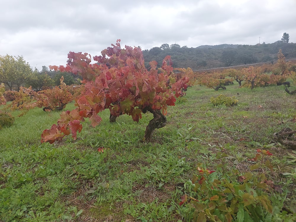 O passado na taça: como as vinhas velhas se tornaram o novo luxo do Alentejo O passado na taça: como as vinhas velhas se tornaram o novo luxo do Alentejo