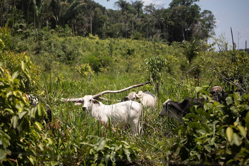 The number of cattle in eight key districts where the Amazon is suffering high levels of deforestation almost doubled to 2.1 million last year from 2016, Photographer: Ivan Valencia/Bloomberg The number of cattle in eight key districts where the Amazon is suffering high levels of deforestation almost doubled to 2.1 million last year from 2016, Photographer: Ivan Valencia/Bloomberg