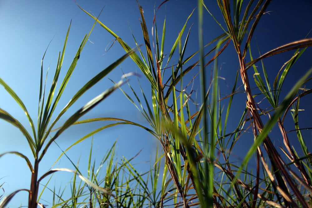 Producción de caña en Colombia Producción de caña en Colombia