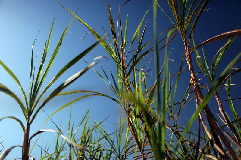Biogás y biometano: ¿Alternativas amigables de la transición energética colombiana? Biogás y biometano: ¿Alternativas amigables de la transición energética colombiana?