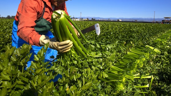 Visas a trabajadores mexicanos en EE.UU. suben 31%, pero AMLO quiere más Visas a trabajadores mexicanos en EE.UU. suben 31%, pero AMLO quiere más