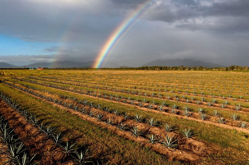 La escasez mundial de tierras corre el riesgo de desencadenar conflictos, según Chatham House La escasez mundial de tierras corre el riesgo de desencadenar conflictos, según Chatham House