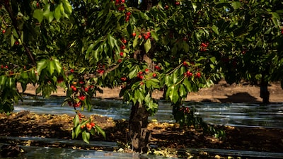 Chile registra segunda temporada decepcionante de venta de cerezas en China: las razones Chile registra segunda temporada decepcionante de venta de cerezas en China: las razones
