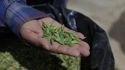 Cardamomo guatemalteco enfrenta incertidumbre por guerra en Irán y menor producción nacional Cardamomo guatemalteco enfrenta incertidumbre por guerra en Irán y menor producción nacional
