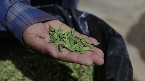 Cardamomo guatemalteco enfrenta incertidumbre por guerra en Irán y menor producción nacional Cardamomo guatemalteco enfrenta incertidumbre por guerra en Irán y menor producción nacional