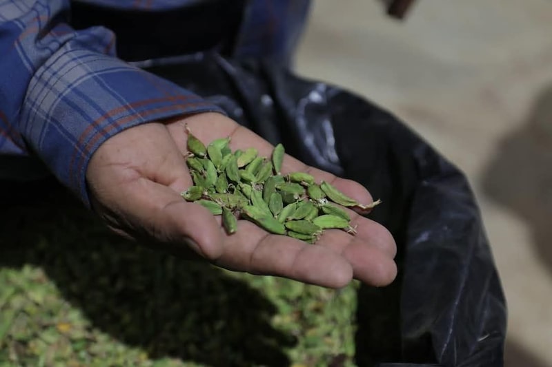Productores de cardamomo de Alta Verapaz, Guatemala, en enero de 2026. Productores de cardamomo de Alta Verapaz, Guatemala, en enero de 2026.