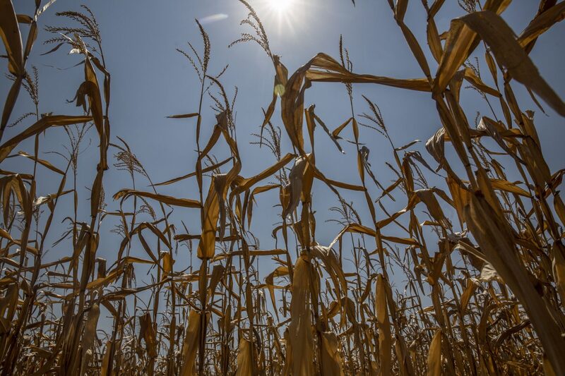 O plantio do chamado milho de inverno do Brasil começa em uma das épocas mais precoces já registradas O plantio do chamado milho de inverno do Brasil começa em uma das épocas mais precoces já registradas
