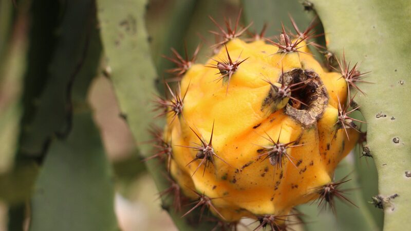 La fruta ya se exporta a 58 países en el mundo, con casi US$ 100 millones de ingresos anuales para el país. La fruta ya se exporta a 58 países en el mundo, con casi US$ 100 millones de ingresos anuales para el país.