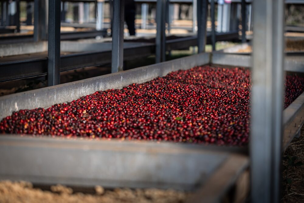 Café de La Hacienda la Esmeralda Café de La Hacienda la Esmeralda