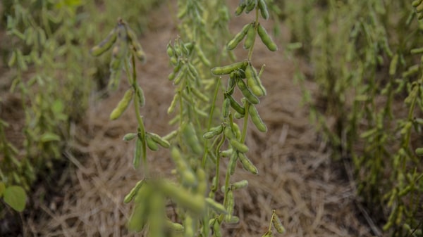 Implacable alza de fertilizantes no supone alivio para el agricultor y consumidor Implacable alza de fertilizantes no supone alivio para el agricultor y consumidor