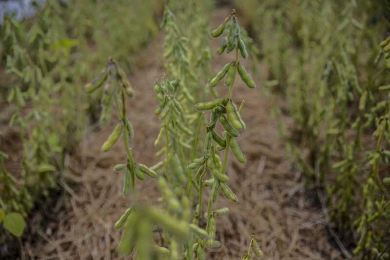 Al mismo tiempo, los precios de los cultivos básicos como el trigo, el maíz y la soja están subiendo, y la guerra en uno de los graneros del mundo amenaza con empujar a millones de personas al hambre Al mismo tiempo, los precios de los cultivos básicos como el trigo, el maíz y la soja están subiendo, y la guerra en uno de los graneros del mundo amenaza con empujar a millones de personas al hambre