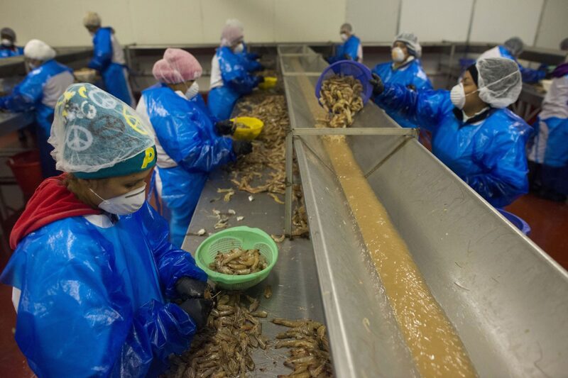 El empaque de mariscos está incluído dentro de las visas de trabajo no agrícola. (Foto con fines ilustrativos). El empaque de mariscos está incluído dentro de las visas de trabajo no agrícola. (Foto con fines ilustrativos).