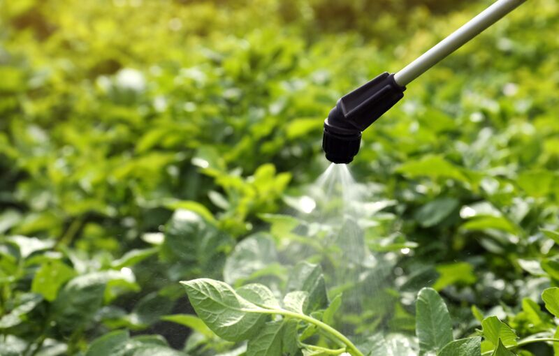 tanto en cultivos como en la alimentación de animales tanto en cultivos como en la alimentación de animales