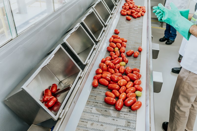 Processamento de tomate da Heinz Processamento de tomate da Heinz