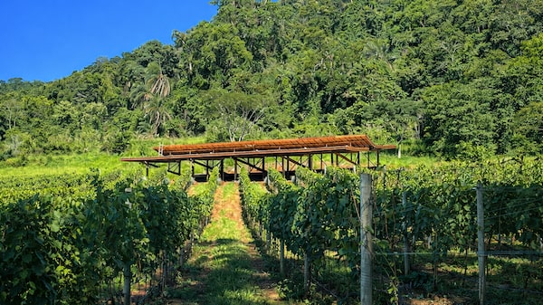 ‘Não queremos ser réplica da Toscana’: a visão de negócios da vinícola Rio Manso, de MG ‘Não queremos ser réplica da Toscana’: a visão de negócios da vinícola Rio Manso, de MG