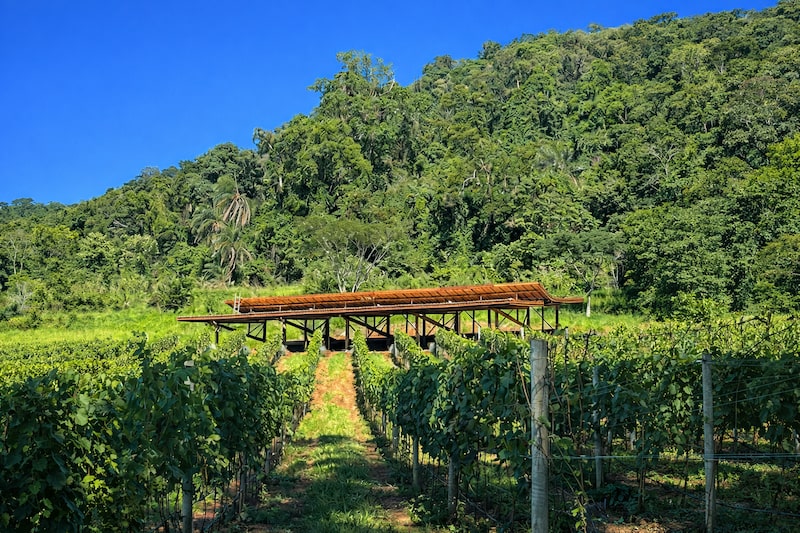 vinícola Rio Manso, de MG vinícola Rio Manso, de MG