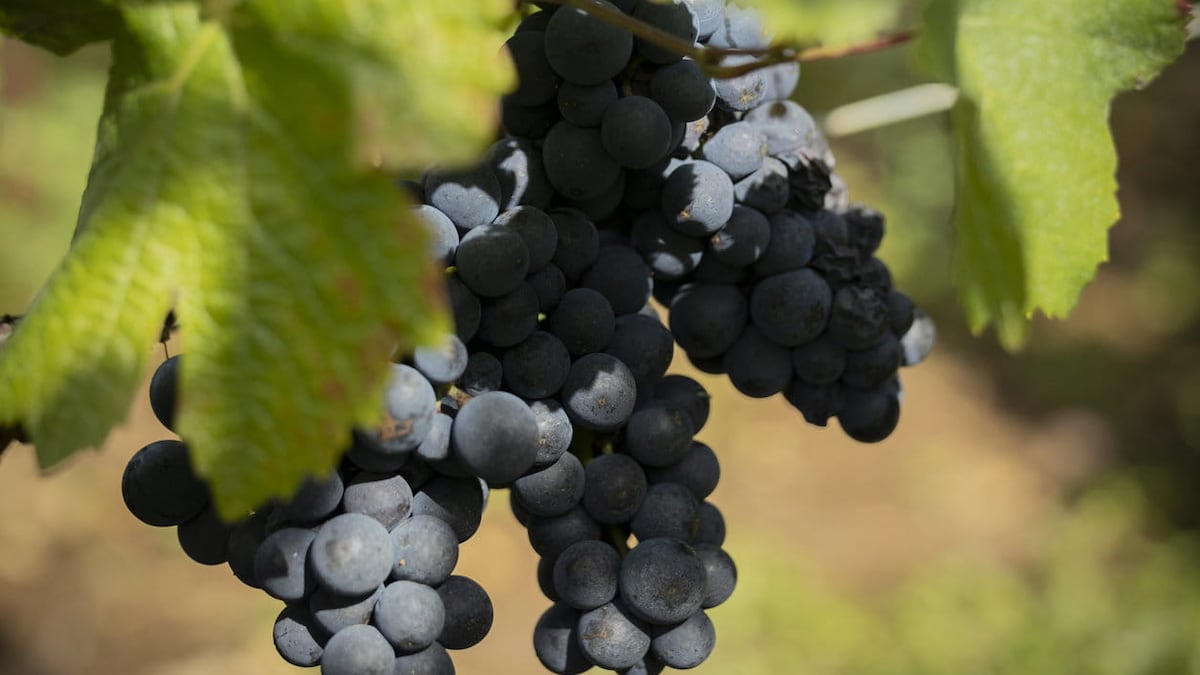 Vino de Mendoza, en declive: Argentina pierde terreno en un mercado global más chico