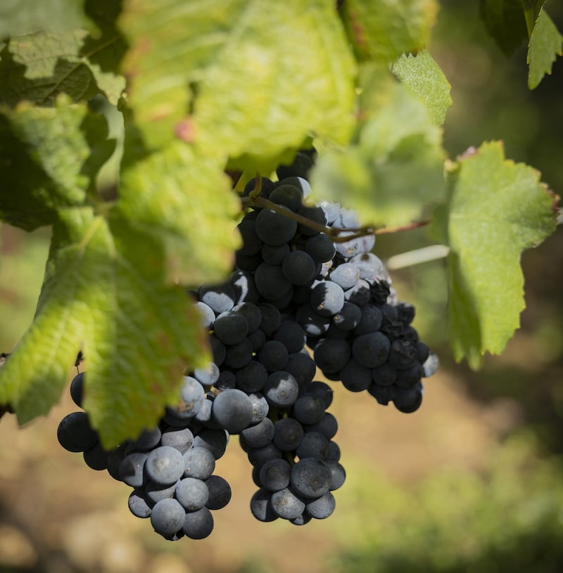 Vino de Lujo Romanée-Conti Vino de Lujo Romanée-Conti