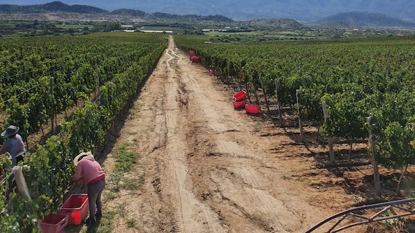 Contrabando de productos argentinos: una salida al desempleo en Bolivia Contrabando de productos argentinos: una salida al desempleo en Bolivia