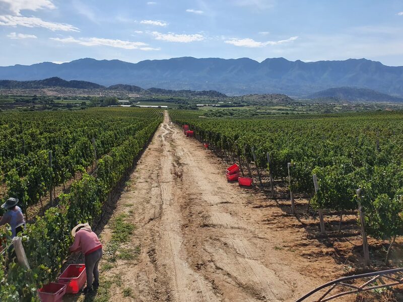 El sector de vinos en Bolivia es muy golpeado por productos de contrabando ingresados desde Argentina El sector de vinos en Bolivia es muy golpeado por productos de contrabando ingresados desde Argentina