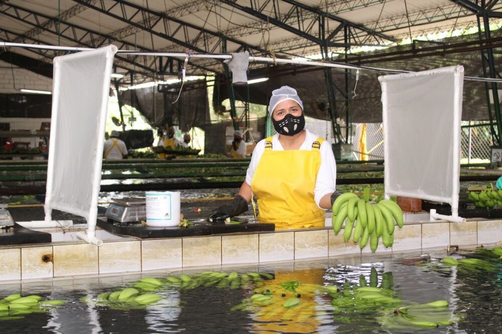 Producción de banano en Colombia Producción de banano en Colombia