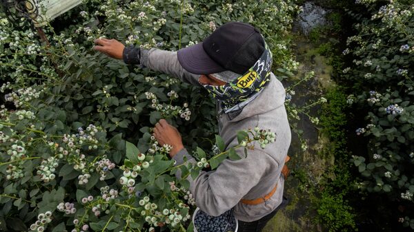 El primer cargamento de arándanos ecuatorianos llega a Asia El primer cargamento de arándanos ecuatorianos llega a Asia