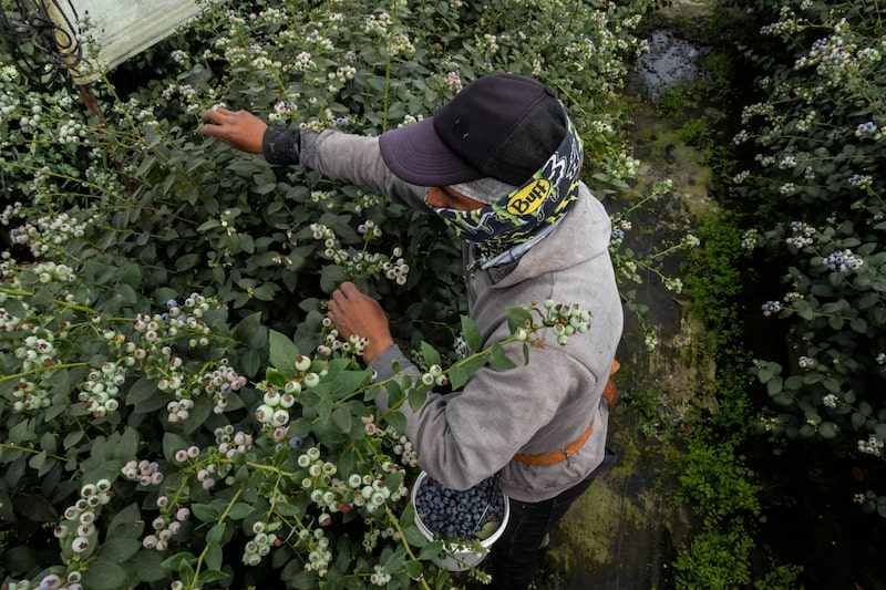 En América Latina, Perú y Chile también resaltan en la producción de esta fruta exótica. En América Latina, Perú y Chile también resaltan en la producción de esta fruta exótica.