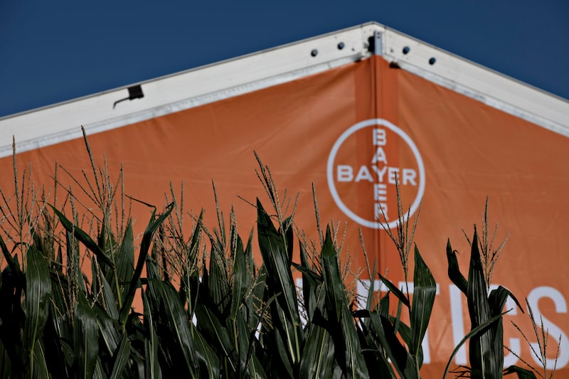 Plantas de maíz crecen como parte de la exposición de Bayer AG durante la Farm Progress Show en Decatur, Illinois, EE.UU., el miércoles 28 de agosto de 2019. Plantas de maíz crecen como parte de la exposición de Bayer AG durante la Farm Progress Show en Decatur, Illinois, EE.UU., el miércoles 28 de agosto de 2019.
