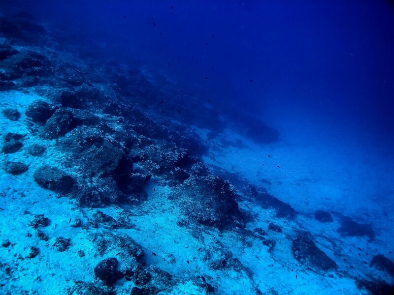 Sea life on the seabed off Athens on August 26, 2018 in Athens, Greece. Sea life on the seabed off Athens on August 26, 2018 in Athens, Greece.