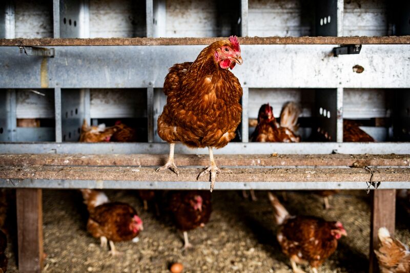 Estados dizem que ainda estão monitorando a atividade da gripe aviária e que coordenarão com as autoridades federais, médicos e pesquisadores Estados dizem que ainda estão monitorando a atividade da gripe aviária e que coordenarão com as autoridades federais, médicos e pesquisadores