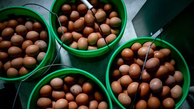 JBS Venture acuerda la compra de Hickman’s en su puja por el mercado de huevos de EE.UU. JBS Venture acuerda la compra de Hickman’s en su puja por el mercado de huevos de EE.UU.