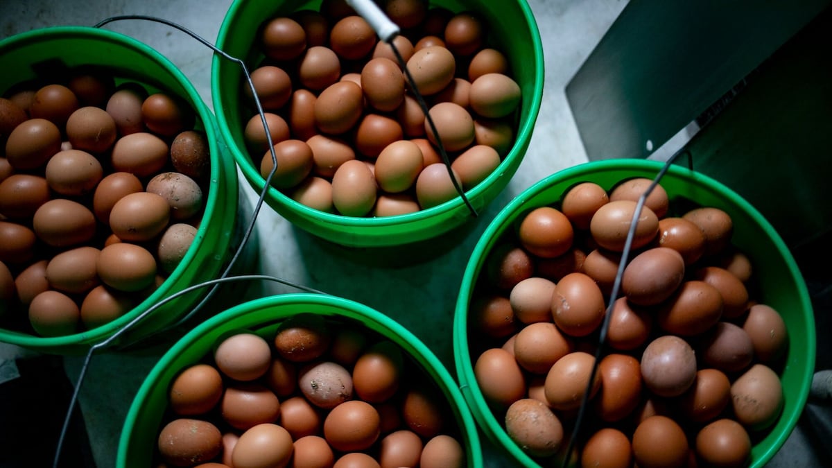 Na Mantiqueira, galinhas já se alimentam com farelo rastreável por blockchain