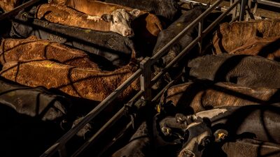 Mito o realidad: ¿Uruguay y Paraguay exportan más carne que Argentina? Mito o realidad: ¿Uruguay y Paraguay exportan más carne que Argentina?