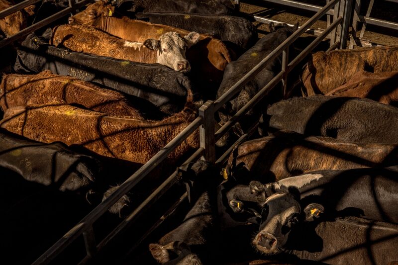 Trigo, carne de res y oro: cinco gráficos clave de materias primas a seguir esta semana. Trigo, carne de res y oro: cinco gráficos clave de materias primas a seguir esta semana.