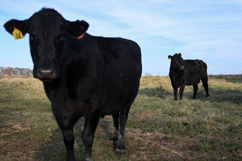 As vendas de carne bovina caíram 0,3% no período crítico de alta temporada e feriados nos Estados Unidos. (Foto: Bloomberg) As vendas de carne bovina caíram 0,3% no período crítico de alta temporada e feriados nos Estados Unidos. (Foto: Bloomberg)
