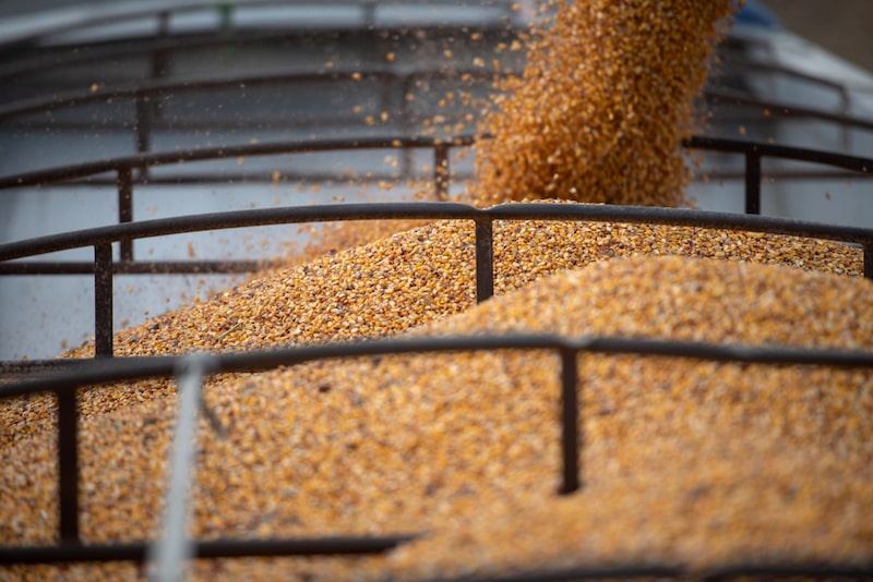 Granos de maíz en un camión Granos de maíz en un camión
