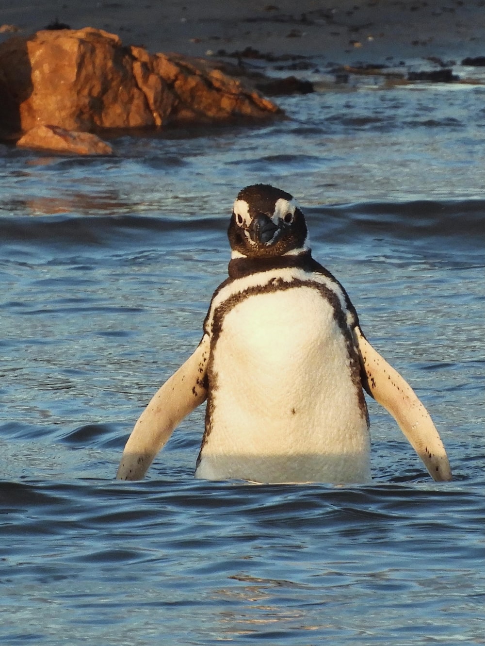 Bahía Bustamante, Argentina. Bahía Bustamante, Argentina.
