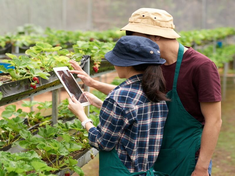 Ambiente descentralizado da blockchain abre espaço para maior controle da produção e mais interação com consumidor final Ambiente descentralizado da blockchain abre espaço para maior controle da produção e mais interação com consumidor final