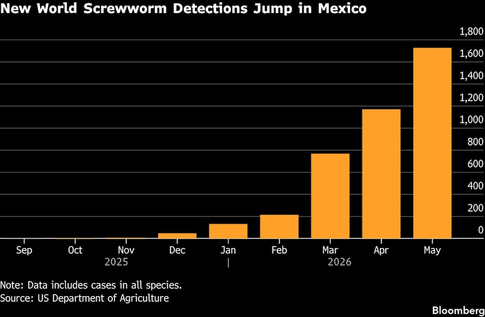 Detecções da mosca-da-bicheira do Novo Mundo avançam no México Detecções da mosca-da-bicheira do Novo Mundo avançam no México